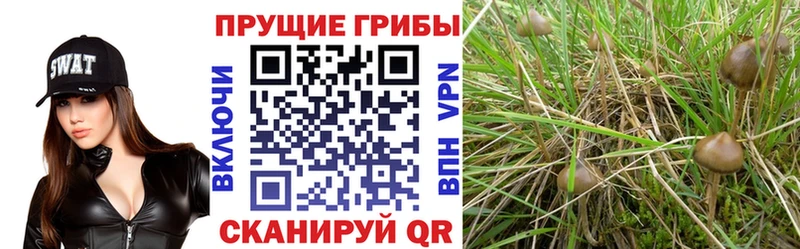Псилоцибиновые грибы мицелий  Мещовск 